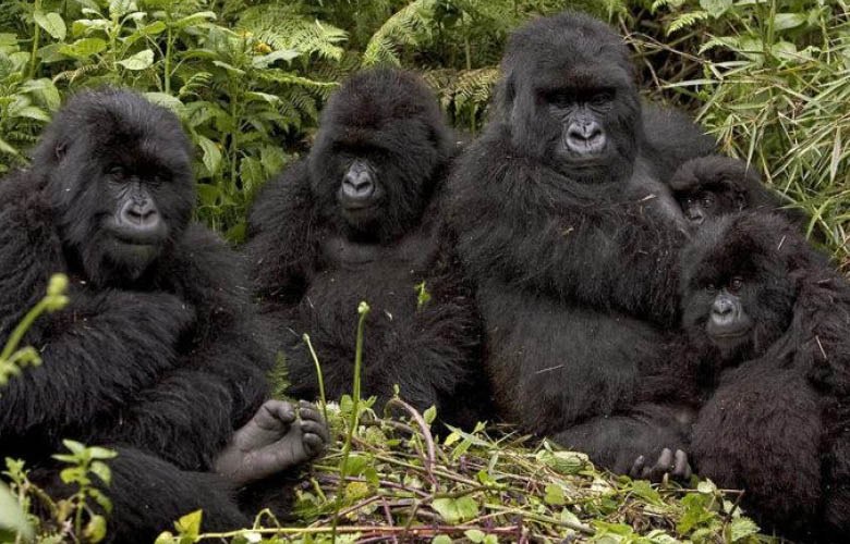 Rwanda Gorilla Safaris in Volcanoes National Park