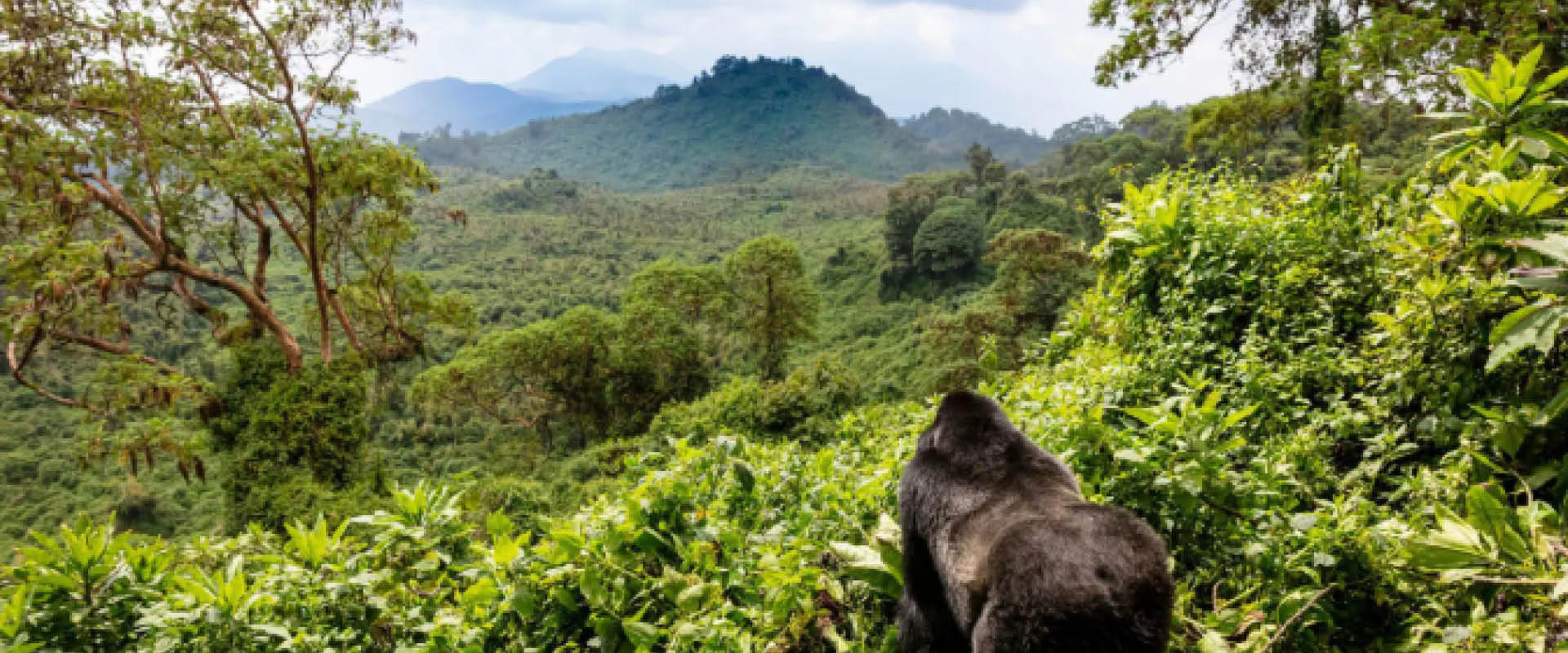 Rolling green hills and valleys showcasing Rwanda’s Land of a Thousand Hills