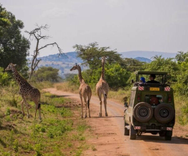 Guests enjoying a guided safari experience in Rwanda's Akagera National Park