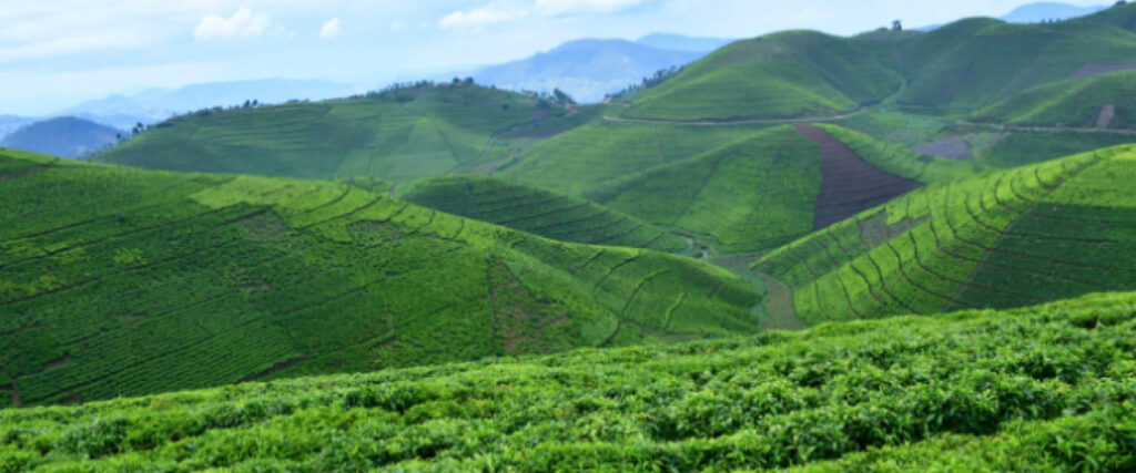 Green tea plantations covering the rolling hills of Rwanda