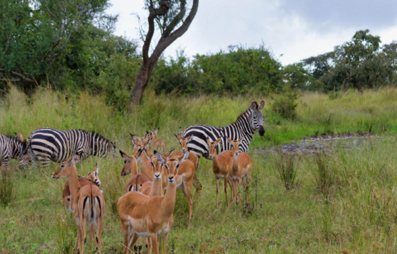 rwanda wildlife safaris akagera zebras impalas