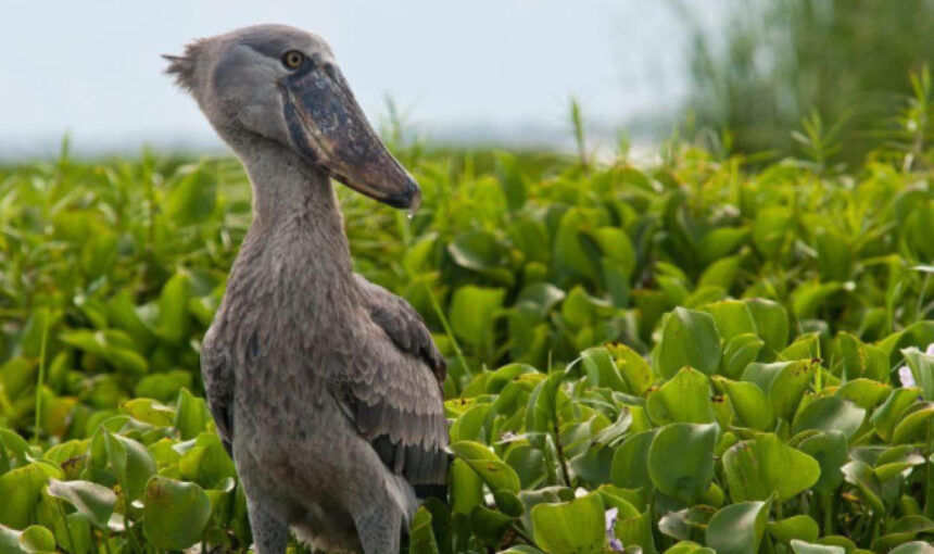 shoebill mabamba swamp uganda