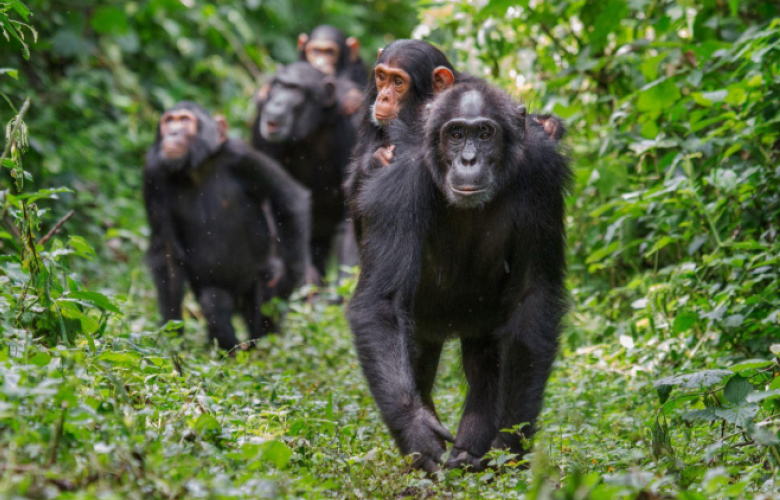 uganda chimpanzee safaris kibale
