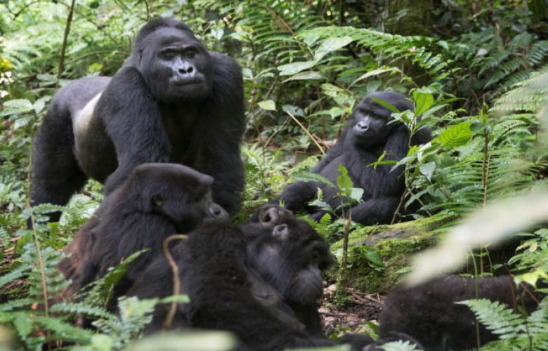 uganda gorilla safaris bwindi mgahinga