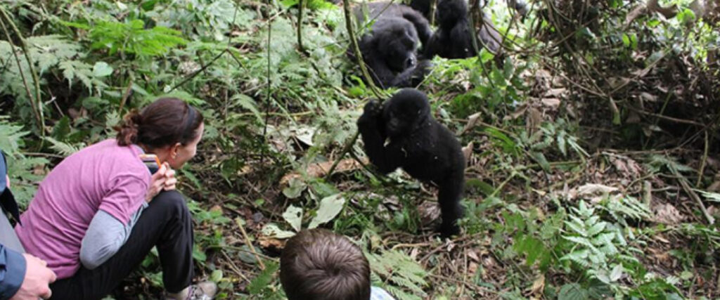 Uganda gorilla trekking experience with mountain gorillas in Bwindi Impenetrable National Park