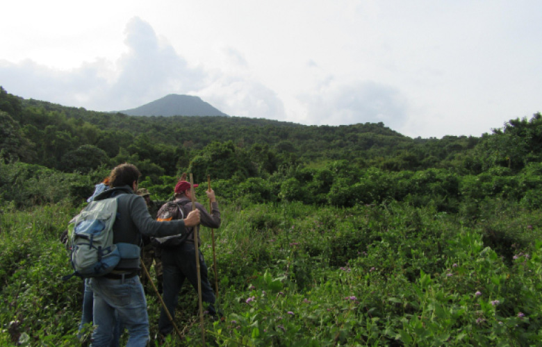 Gorilla Trekking through Uganda’s tropical forest landscape