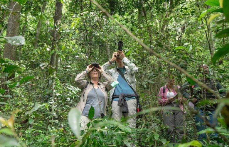 Birding Safari across Uganda and Rwanda forest, wetland and savannah habitats