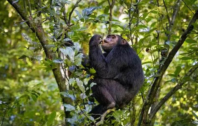 uganda rwanda chimpanzee safari kibale forest national park