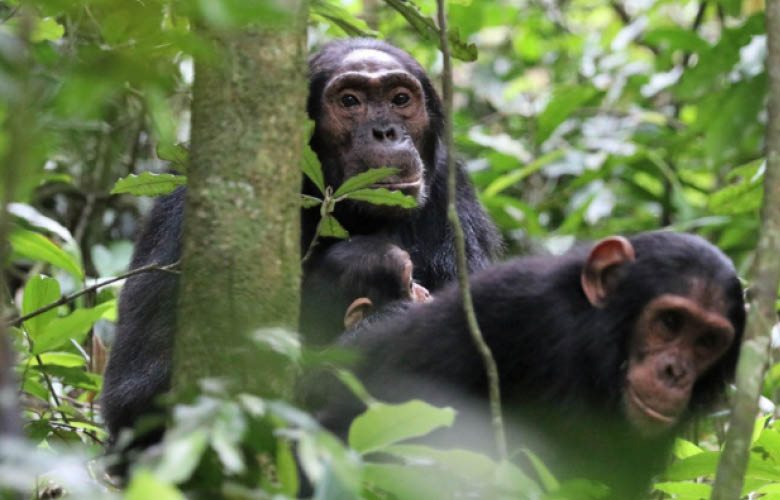 Uganda Rwanda chimpanzee safari in Kibale Forest