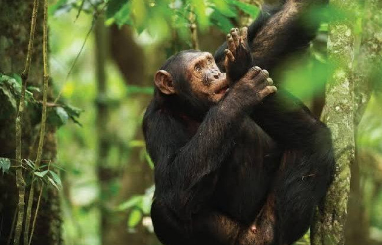 Uganda Rwanda Chimpanzee Safaris with chimpanzee and forest experiences