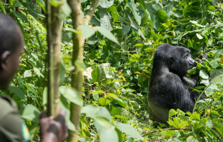 Ultimate Uganda & Rwanda Safari with mountain gorillas in Bwindi Impenetrable National Park