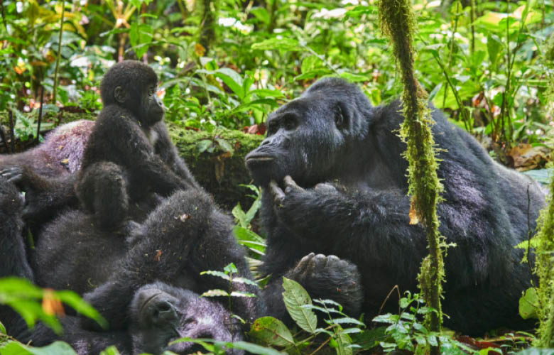uganda rwanda gorilla safari cross border