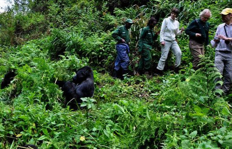 Uganda Rwanda gorilla safari and gorilla trekking
