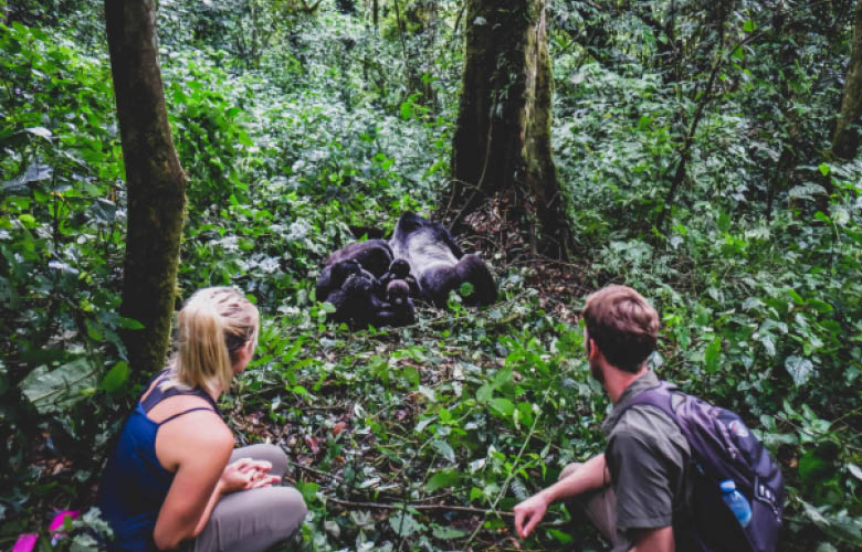 Uganda & Rwanda Primate & Wildlife Safari with mountain gorillas in Bwindi Impenetrable National Park
