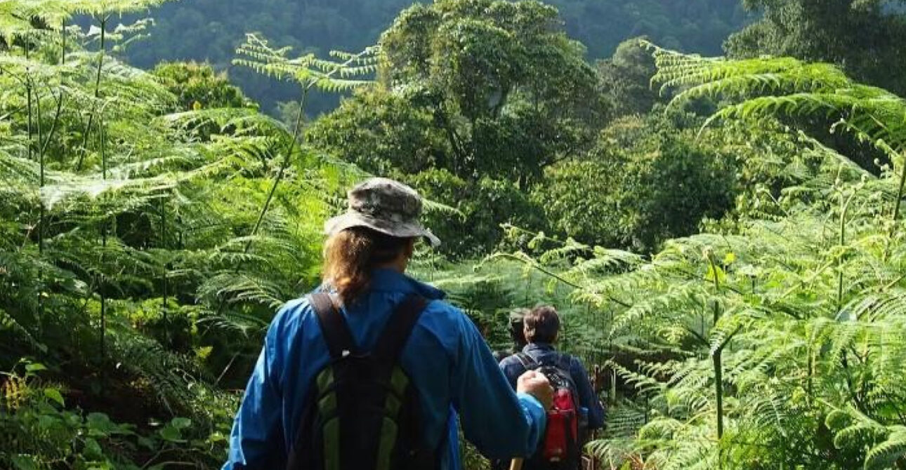 Guided nature walk as part of Uganda & Rwanda Safari Activities