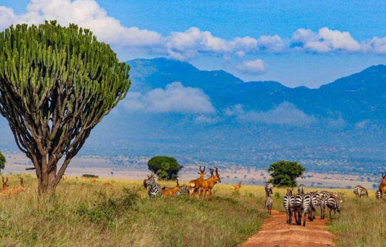 uganda rwanda wildlife safaris savannah landscape