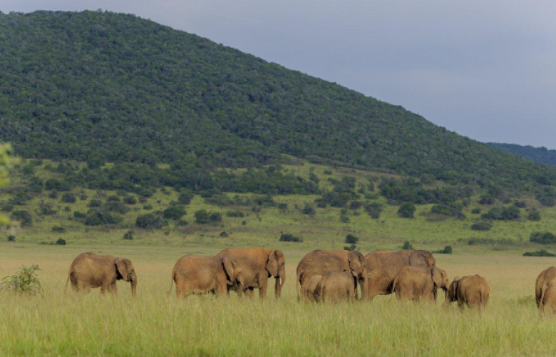uganda rwanda wildlife viewing safari