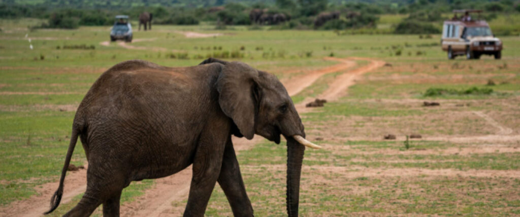 How Many Days for a Uganda Safari including wildlife viewing and game drives