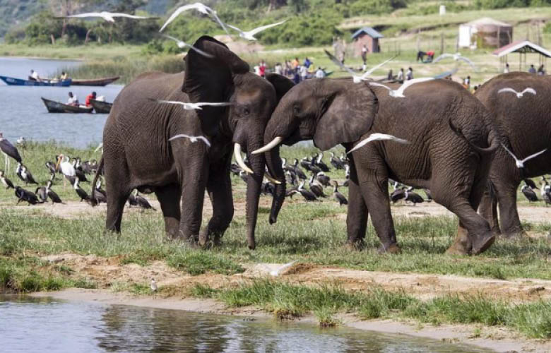 uganda safaris elephants wildlife landscapes