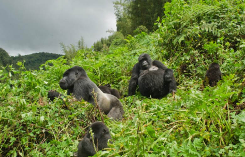 Volcanoes National Park Gorilla Trekking in Rwanda