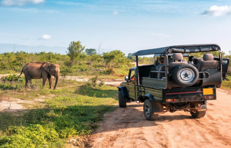 wildlife safaris uganda elephants