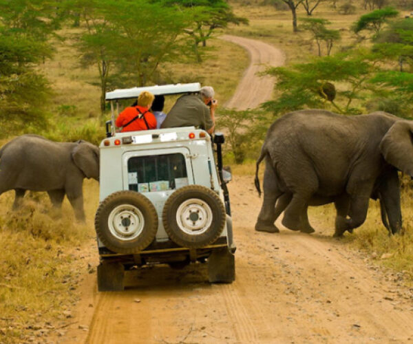 Wildlife Safaris in Uganda and Rwanda with game drives and wildlife viewing
