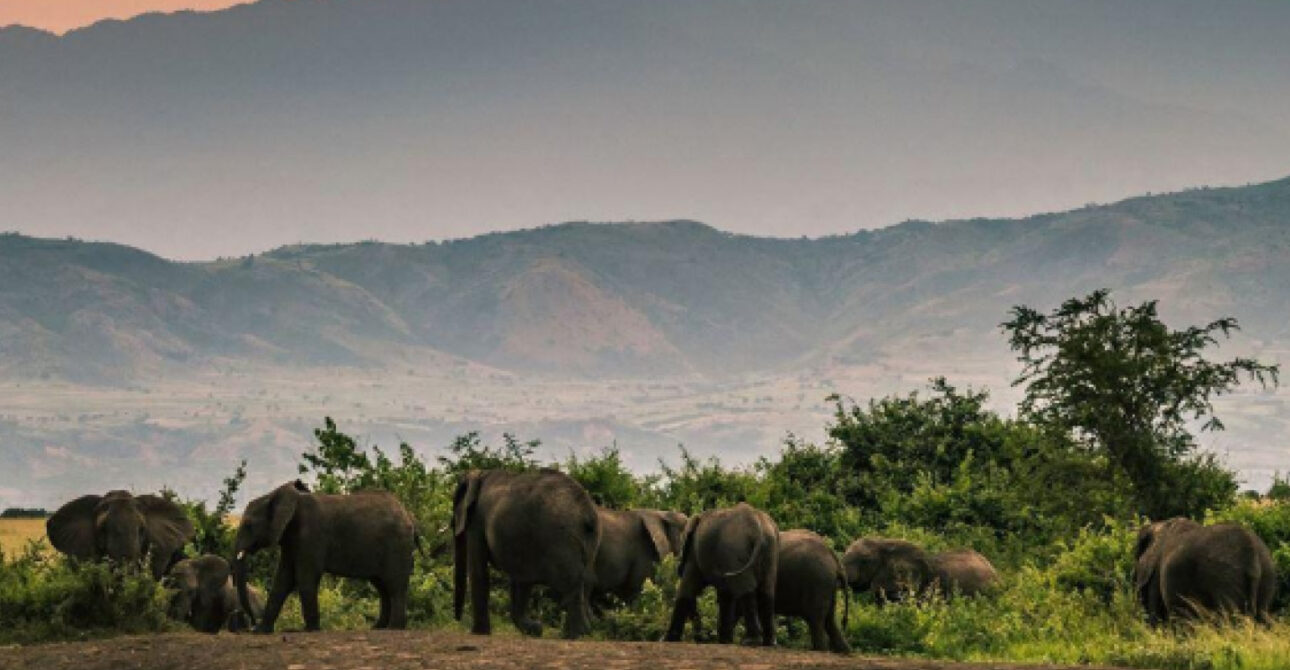 10 Days Uganda Safari wildlife viewing in Queen Elizabeth National Park