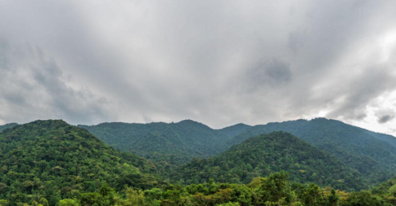 10 days uganda safari tour bwindi gorilla forest