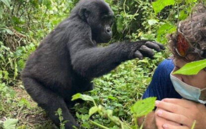 12 Days Uganda Safari: Gorillas, Chimpanzees & Wildlife