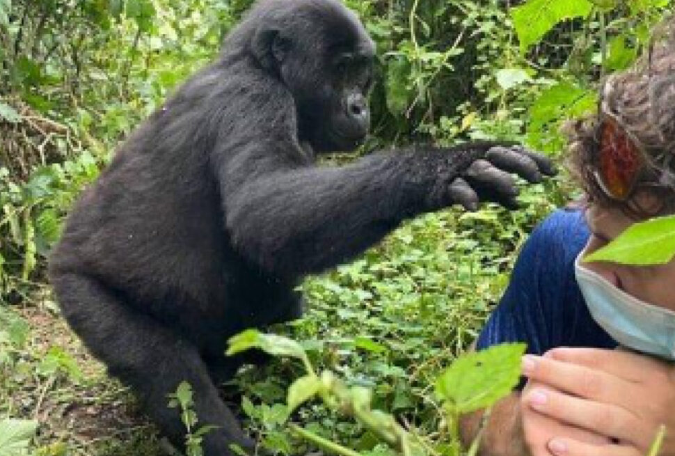 12 Days Uganda Safari with gorilla trekking in Bwindi