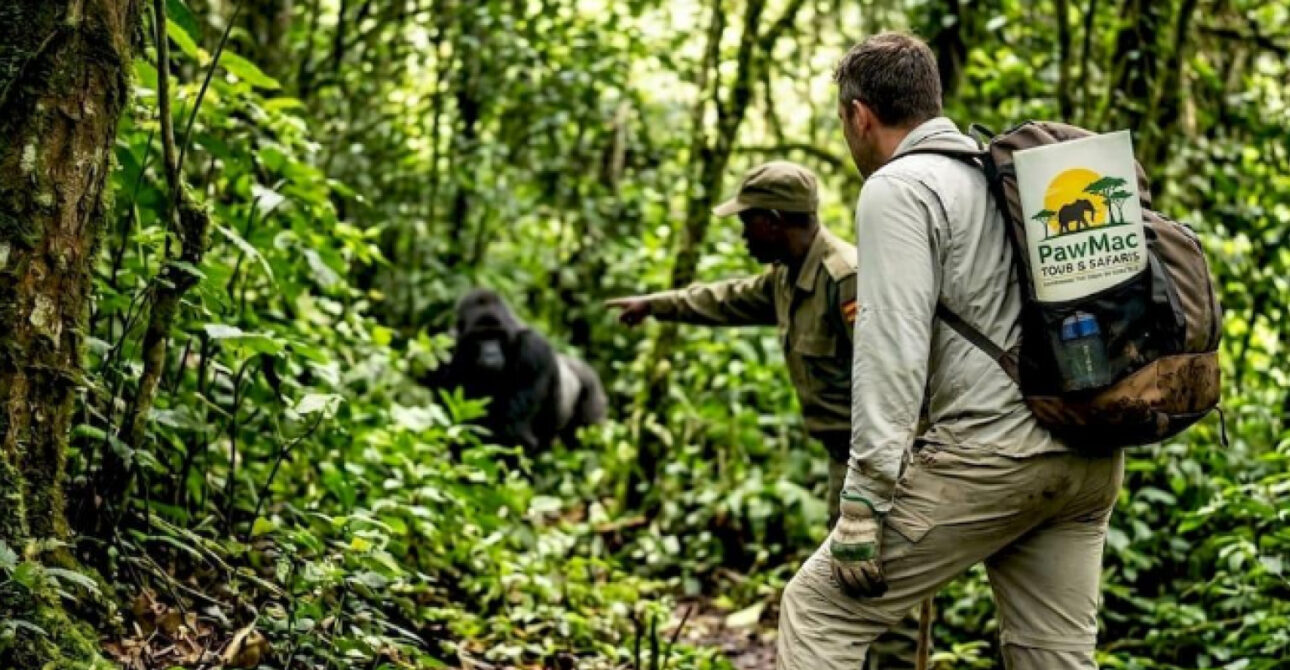 12 Days Uganda Safari gorilla trekking in Bwindi Impenetrable National Park