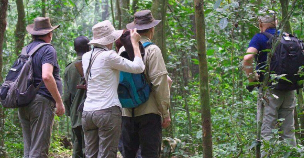 12 days uganda safari tour chimpanzee kibale