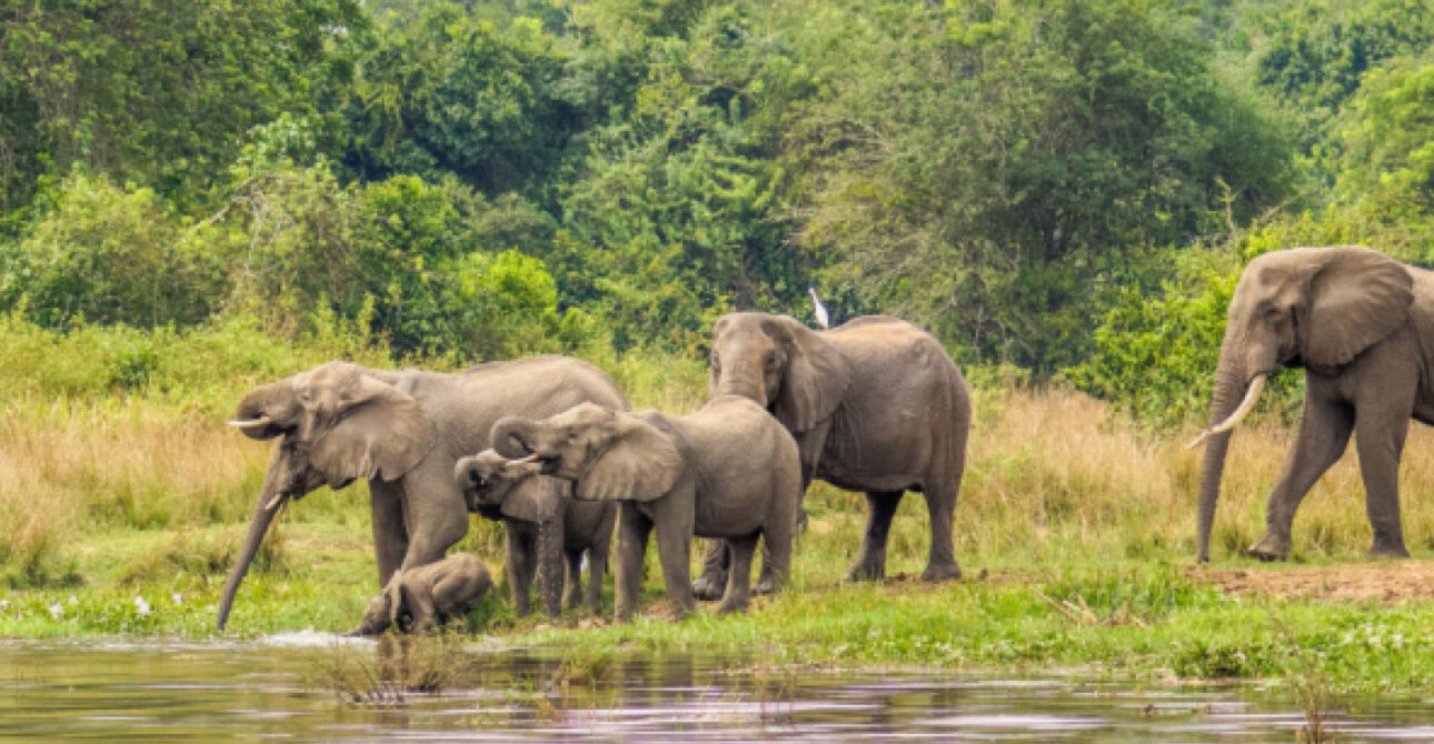 12 Days Uganda Safari wildlife viewing in Murchison Falls National Park