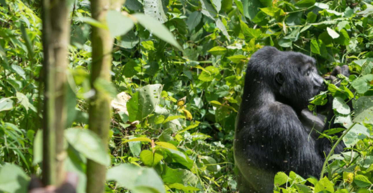16-Day Uganda Safari gorilla trekking in Bwindi Impenetrable Forest