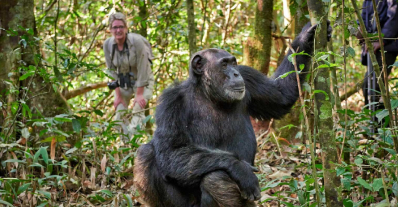 16 days uganda safari chimpanzee kibale
