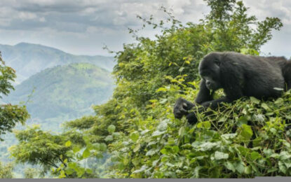 16 Days Uganda Safari: Gorillas, Chimpanzees, Wildlife & Rwenzori