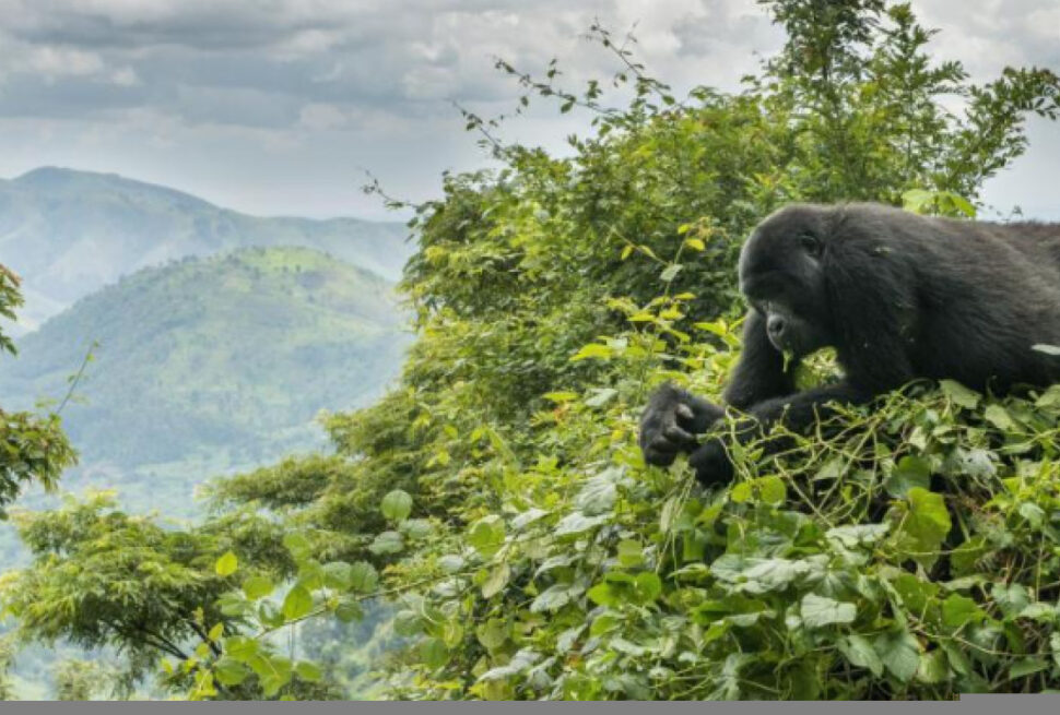 16 Days Uganda Safari with gorilla trekking in Bwindi Uganda