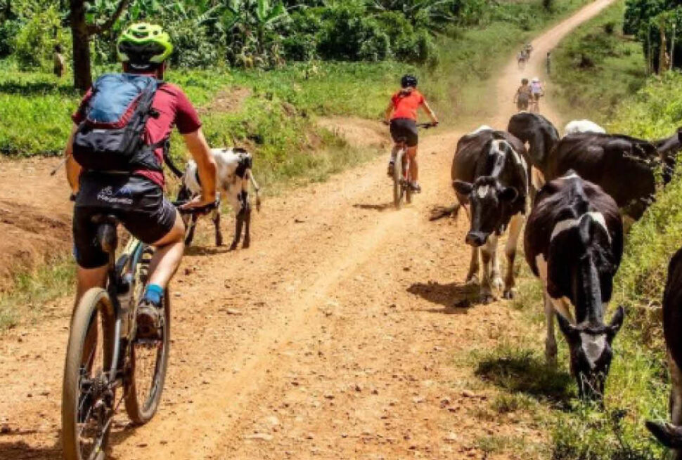Cyclists riding along a rural road during an adventure experience in Uganda