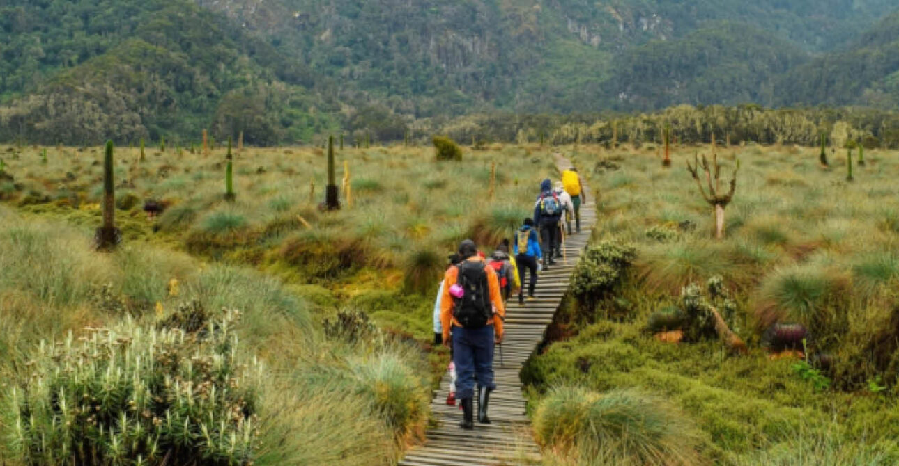 Hikers walking through the Rwenzori Mountains in Uganda