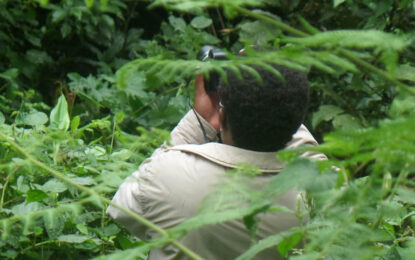 Guide searching for forest birds during a Bird Watching in Uganda and Rwanda Experience