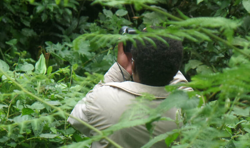 Guide searching for forest birds during a Bird Watching in Uganda and Rwanda Experience