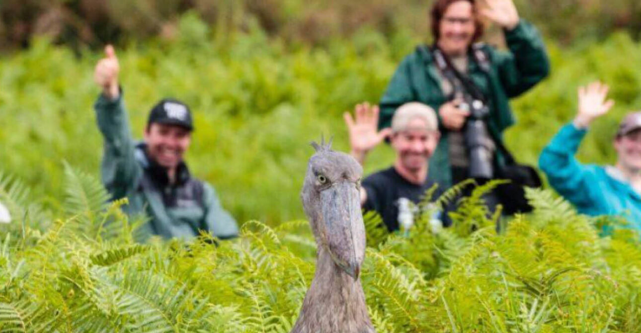 bird watching in uganda shoebill tracking