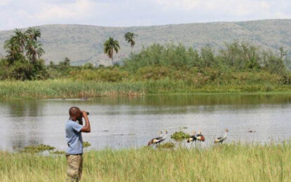 Birder observing birds during birding in Akagera National Park, Rwanda