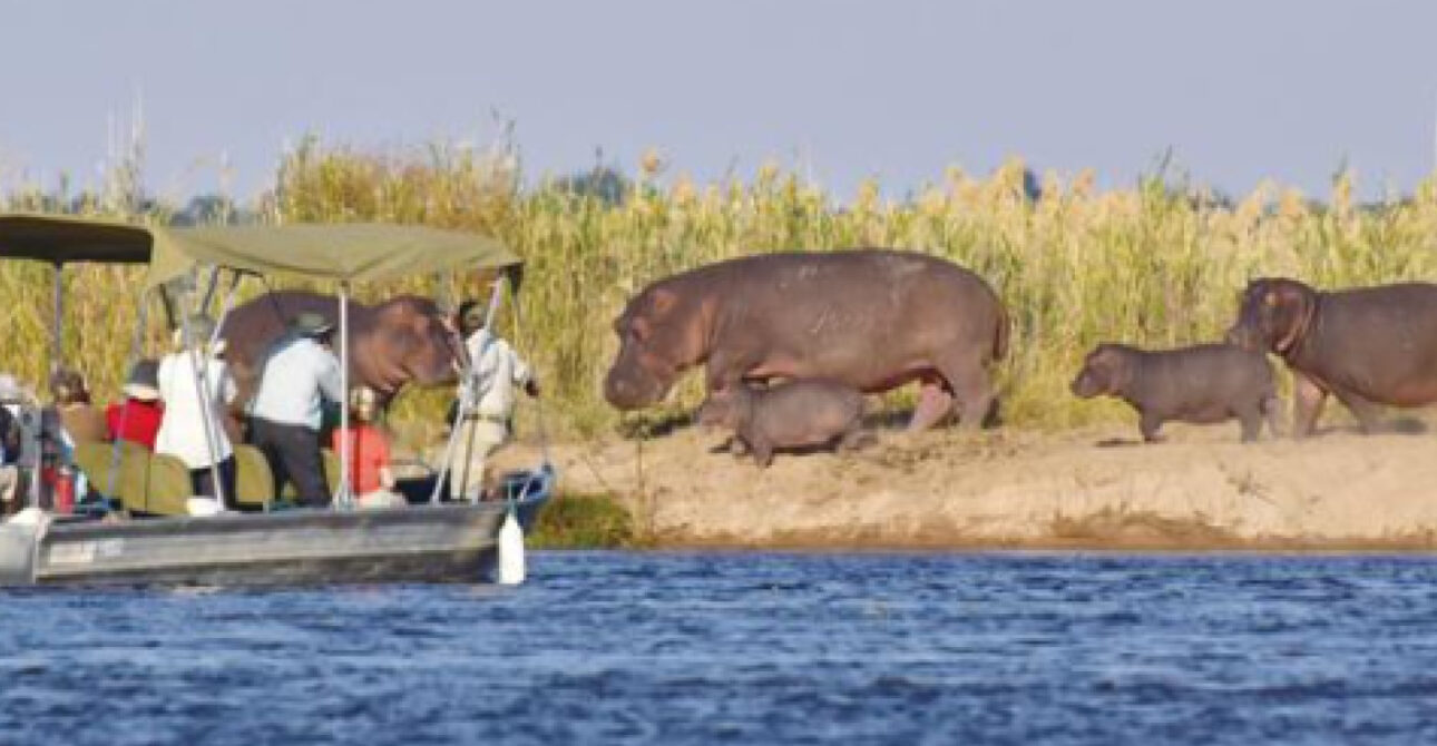 Safari boat viewing hippos on the Nile during a Boat Safari in Uganda