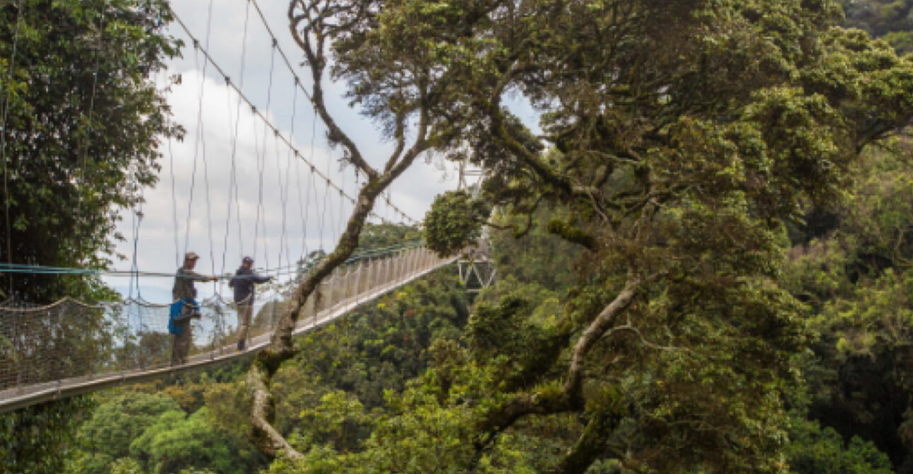 canopy walk experience nyungwe rwanda