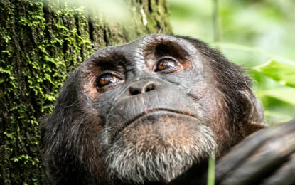Chimpanzee in a forest habitat during a tracking experience