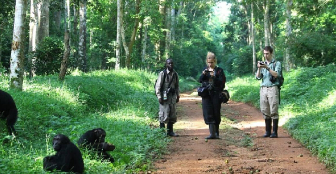 chimpanzee tracking kibale forest uganda
