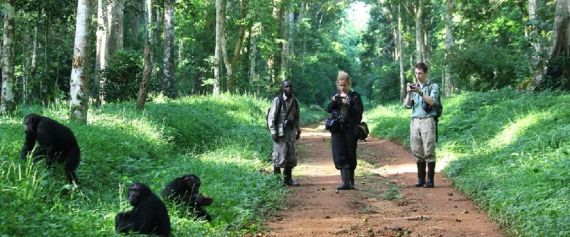 chimpanzee tracking kibale forest uganda