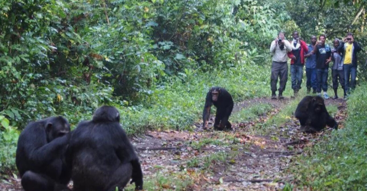 chimpanzee tracking kibale national park uganda
