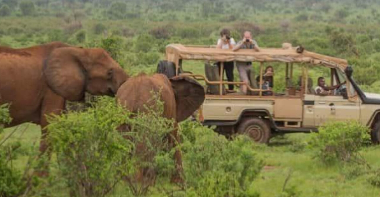 elephant encounter game drive uganda